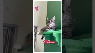 Shelter Tabby Cat Watching Visitors from Above #cat #straycatlove #cutecat #cute #catlovers #kitten