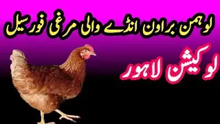 lohmann brown egg laying hens for sale