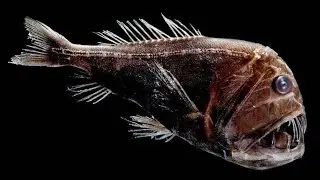 The Truth About Fangtooth fish | Information