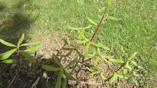 Quercus imbricaria dub celokrajn&yacute;