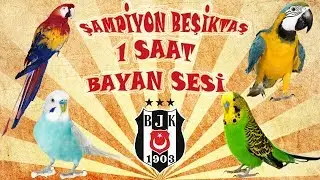 Şampiyon Beşiktaş ses kaydı muhabbet kuşu ve papağan konuşturma şampiyon Beşiktaş kadın sesi