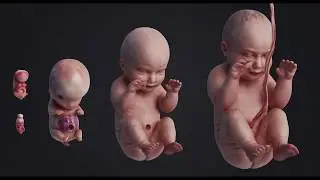 Human Embryo Fetus 3D Animation