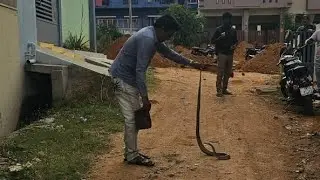 #snake #india #cobra #funny #animals #trending #viral #video #comedy #video #world #shorts #youtube