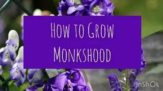 How to Grow Monkshood