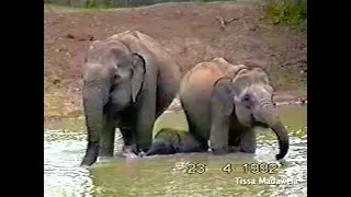 Yala National Park, Sri Lanka 1992