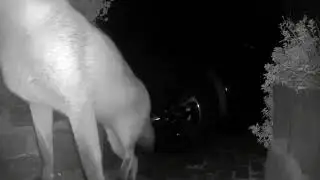 Melbourne Suburban Fox Taking a Home Security Camera || ViralHog