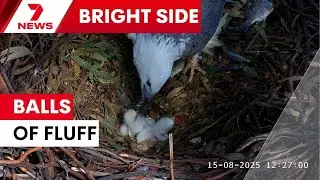 Good news for &lsquo;eagle-eyed&rsquo; bird lovers | 7NEWS