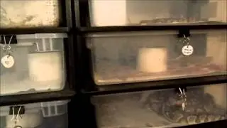 What is happening at Reptile Nexus?
