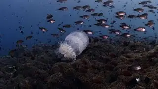 Dive into the World of the Giant Phantom Jellyfish! #GiantPhantomJellyfish #MarineLife  #Jellyfish