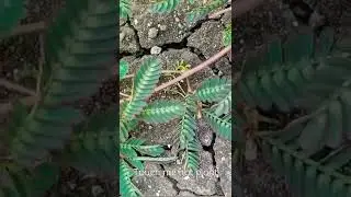 Mimosa pudica also called sensitive plant| sleepy plant | action plant | touch-me-not | shameplant.