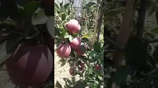 Red Velox Apple variety ( HDP)