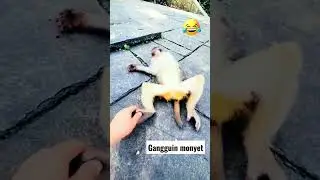 Monyet #monyetlucu #monyet #monyetviral #shorts #shortvideo #dikerjain