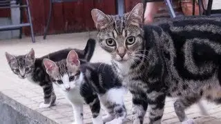Kittens﻿ - Adventures In The Garden