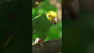 Surah Ahzab❤️ Animals and Nature❤️Nature's Recitations #quran #shorts  #amazon #birds #birdlovers