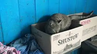 Murka the Cat Loves to Play on Ice