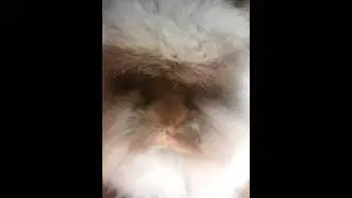 Bear munch  munch