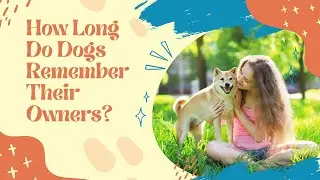 You Won't Believe How Long Dogs Can Recall Their Owners