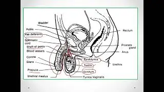 PPT NO 6 Male Reproductive Anatomy 2