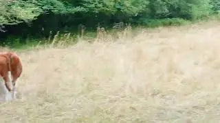 brand rode runderen