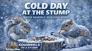 Blue Ridge Mountians deep freeze /// LIVE NOW