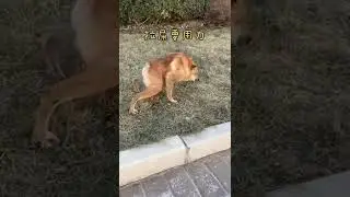 Dwarf dog