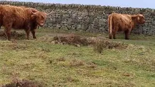 THE MOST EPIC HIGHLAND COWS OF BASLOW EDGE!