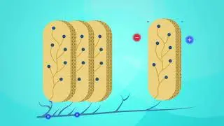 How do fish make electricity