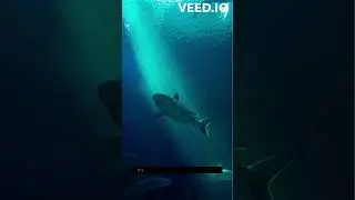 Shark Secrets Unveiled: Electric Senses, Speedy Skins, and More