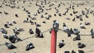  &ldquo;Rewind the Wings &ndash; 4K Reverse Pigeon Video!&rdquo; #viral #pigeonhouse #bird #shortsfeed #pigeon 
