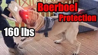 Boerboel Guard Dog Protection Test