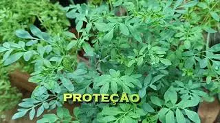 🌿 Banho de Arruda: Benef&iacute;cios Poderosos que Ningu&eacute;m Te Conta | Assista At&eacute; o Final ✨