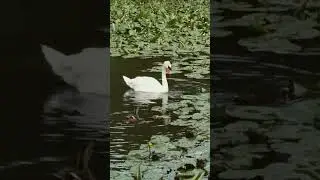 Dunking Swan #muteswans #swan #cygnusolor #waterbirds  #wildanimals #wildlife #animals #nature