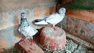 Golden pakistan pigeon