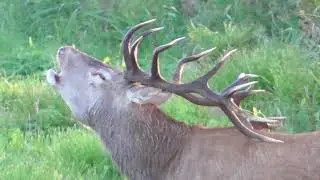 Hirsch Brunft September 2020