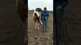 Cheval qui fouille dans les poches, r&eacute;&eacute;ducation clicker training