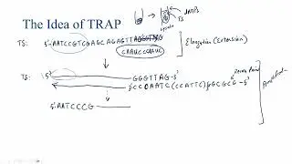 Telomerase Repeat Amplification Protocol (TRAP) Overview