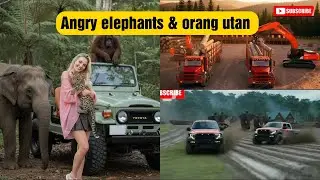 Angry elephants n orang utan  #AngryElephants #Orangutan #WildAnimals #AnimalEncounter #AnimalFight
