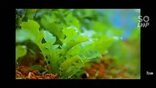 @SLFOODtech