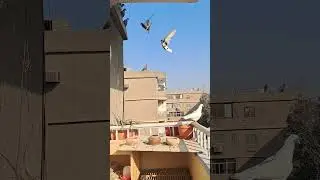 تربية الحمام في البلكونه ( الحمام كله بيطير و بيرجع تاني البلكونه 😃)