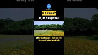 India&rsquo;s 250-Year-Old Tree Spanning 3.5 Acres! 🌳✨