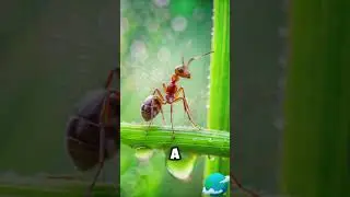 🌟Невероятные Факты: 🐞 Насекомые, Которые Живут от 10 Минут до 20 Лет! 🦋🐜