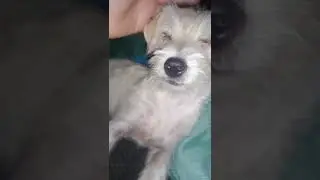 fluffy 3