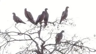 Ponto de ca&ccedil;ada de Asa branca 
