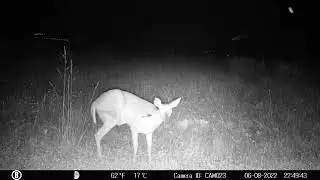 Does, Fawns, Buck, Turkey & Coyote Trail Cam Videos 6/13/22