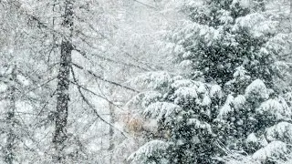 Snowy Surprise ❄️❄️❄️❄️❄️❄️❄️❄️