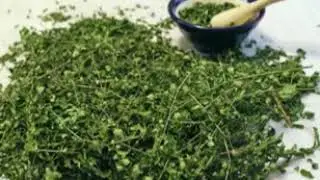 Les vertu du moringa