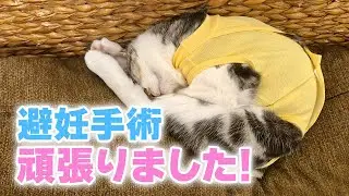 猫トト、避妊手術うけてきました