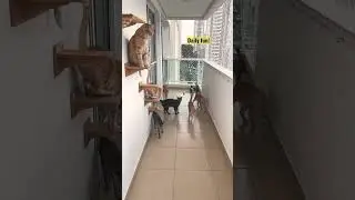 Thriller (cat version) #shorts #cats #catvideos #thriller