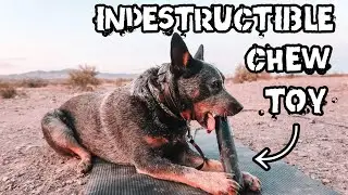 Your Dog CANNOT Destroy this Toy
