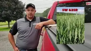 SEEDWAY SW63SR Soft Red Winter Wheat
